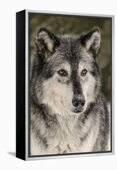 Gray Wolf in winter, Canis lupus, Montana-Adam Jones-Framed Premier Image Canvas