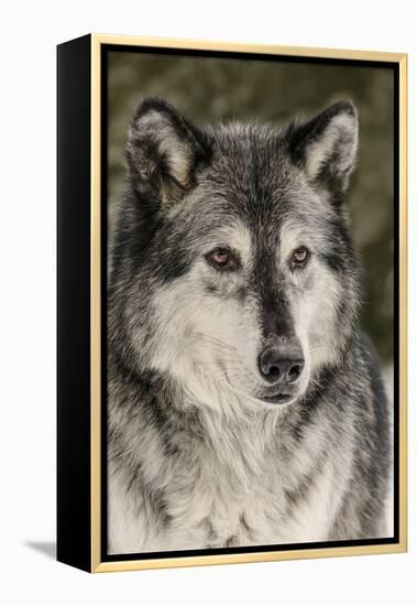 Gray Wolf in winter, Canis lupus, Montana-Adam Jones-Framed Premier Image Canvas