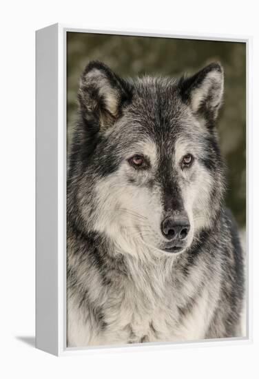 Gray Wolf in winter, Canis lupus, Montana-Adam Jones-Framed Premier Image Canvas