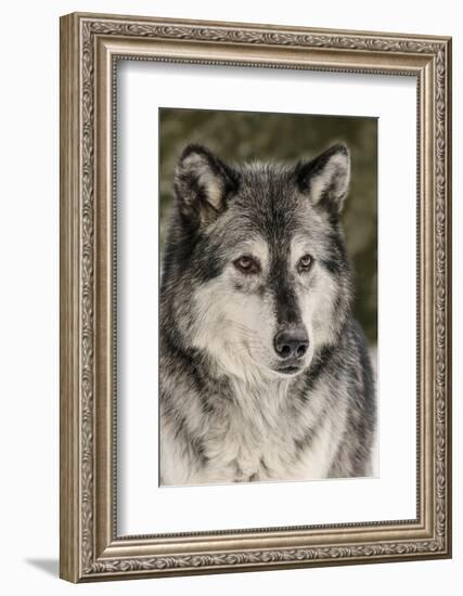 Gray Wolf in winter, Canis lupus, Montana-Adam Jones-Framed Photographic Print