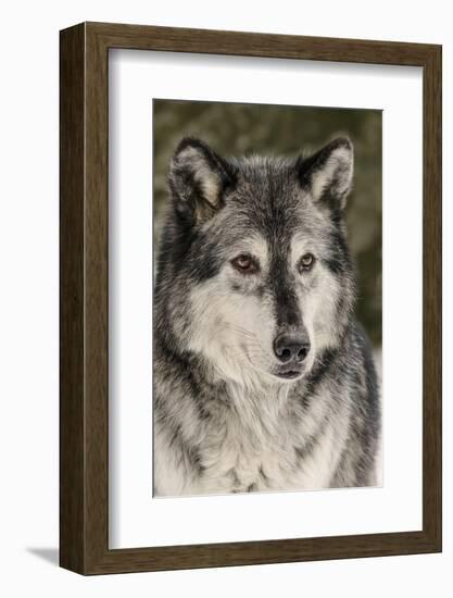 Gray Wolf in winter, Canis lupus, Montana-Adam Jones-Framed Photographic Print