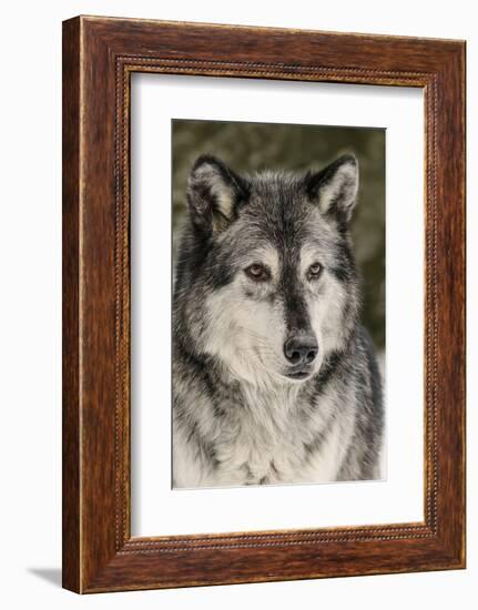 Gray Wolf in winter, Canis lupus, Montana-Adam Jones-Framed Photographic Print