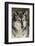 Gray Wolf in winter, Canis lupus, Montana-Adam Jones-Framed Photographic Print