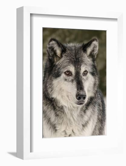 Gray Wolf in winter, Canis lupus, Montana-Adam Jones-Framed Photographic Print