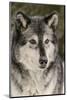 Gray Wolf in winter, Canis lupus, Montana-Adam Jones-Mounted Photographic Print