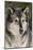 Gray Wolf in winter, Canis lupus, Montana-Adam Jones-Mounted Photographic Print