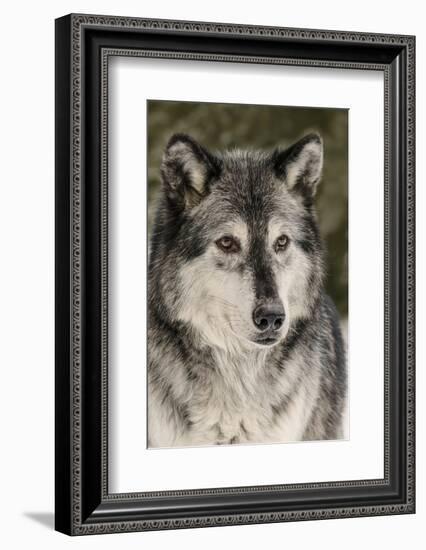 Gray Wolf in winter, Canis lupus, Montana-Adam Jones-Framed Photographic Print