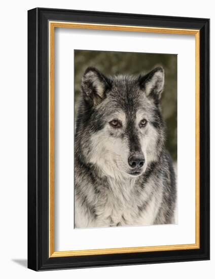 Gray Wolf in winter, Canis lupus, Montana-Adam Jones-Framed Photographic Print