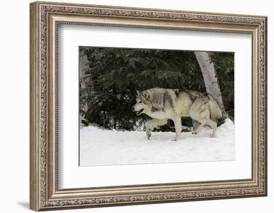 Gray Wolf in winter, Montana-Adam Jones-Framed Photographic Print