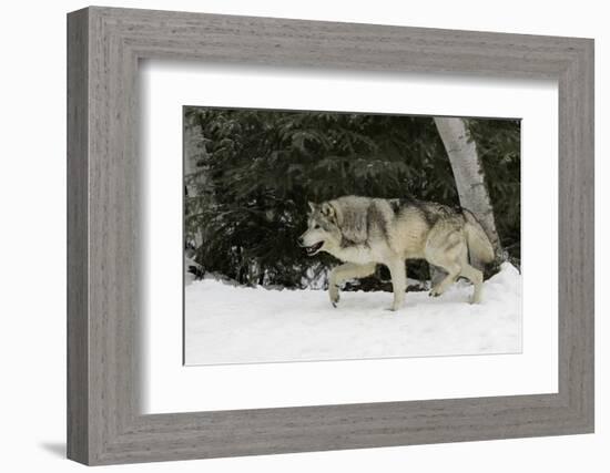 Gray Wolf in winter, Montana-Adam Jones-Framed Photographic Print