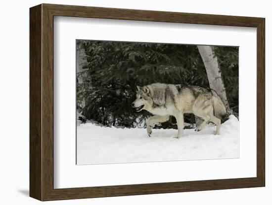 Gray Wolf in winter, Montana-Adam Jones-Framed Photographic Print