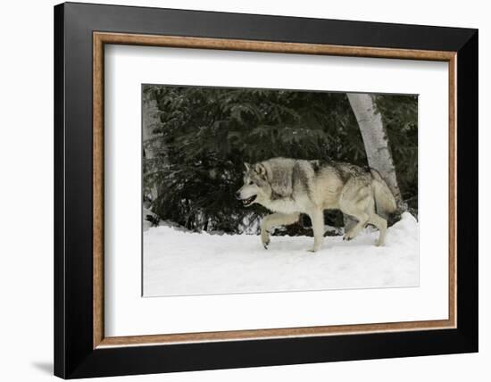 Gray Wolf in winter, Montana-Adam Jones-Framed Photographic Print