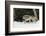 Gray Wolf in winter, Montana-Adam Jones-Framed Photographic Print