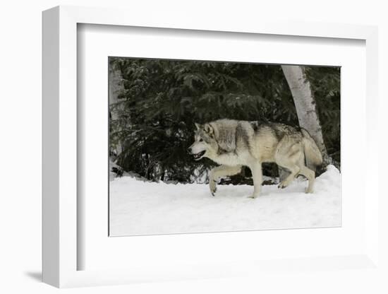 Gray Wolf in winter, Montana-Adam Jones-Framed Photographic Print