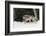 Gray Wolf in winter, Montana-Adam Jones-Framed Photographic Print