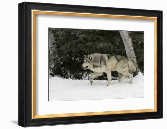 Gray Wolf in winter, Montana-Adam Jones-Framed Photographic Print