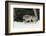 Gray Wolf in winter, Montana-Adam Jones-Framed Photographic Print