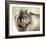 Gray Wolf Looking back-Joni Johnson-Godsy-Framed Giclee Print