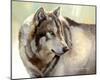 Gray Wolf Looking back-Joni Johnson-Godsy-Mounted Giclee Print