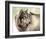 Gray Wolf Looking back-Joni Johnson-Godsy-Framed Giclee Print