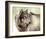 Gray Wolf Looking back-Joni Johnson-Godsy-Framed Giclee Print