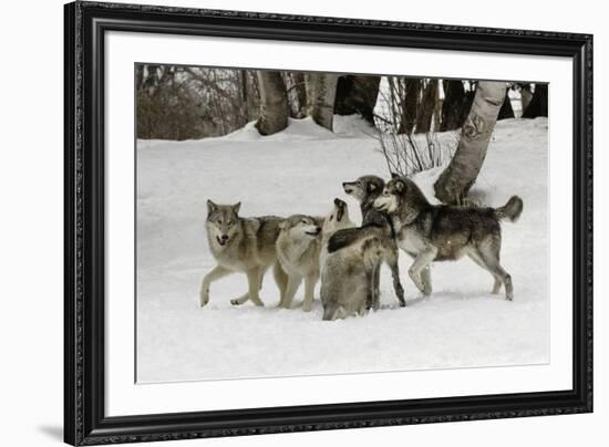 Gray Wolf, Montana-Adam Jones-Framed Premium Photographic Print