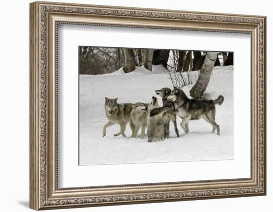 Gray Wolf, Montana-Adam Jones-Framed Photographic Print