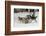 Gray Wolf, Montana-Adam Jones-Framed Photographic Print