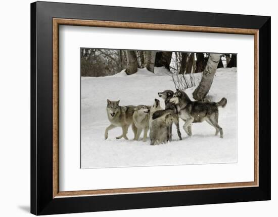 Gray Wolf, Montana-Adam Jones-Framed Photographic Print