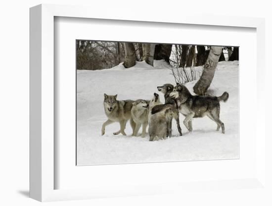 Gray Wolf, Montana-Adam Jones-Framed Photographic Print