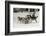 Gray Wolf, Montana-Adam Jones-Framed Photographic Print