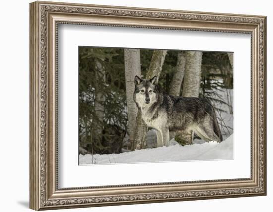 Gray Wolf, Montana-Adam Jones-Framed Photographic Print