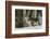 Gray Wolf, Montana-Adam Jones-Framed Photographic Print