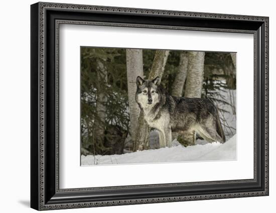 Gray Wolf, Montana-Adam Jones-Framed Photographic Print