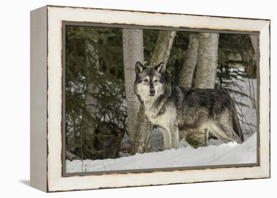 Gray Wolf, Montana-Adam Jones-Framed Premier Image Canvas