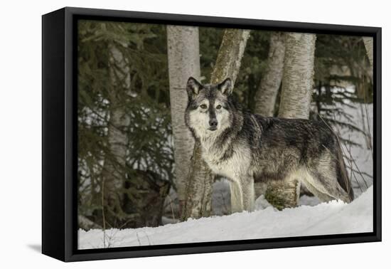 Gray Wolf, Montana-Adam Jones-Framed Premier Image Canvas