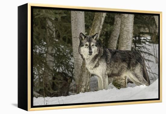 Gray Wolf, Montana-Adam Jones-Framed Premier Image Canvas