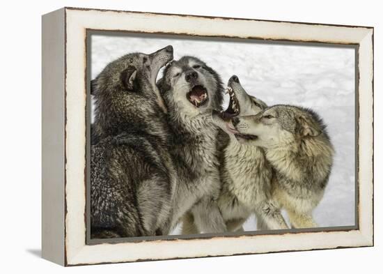 Gray Wolf, Montana-Adam Jones-Framed Premier Image Canvas