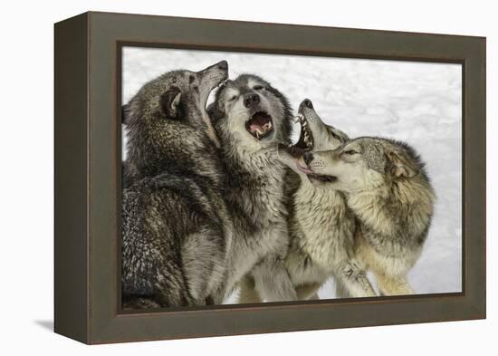 Gray Wolf, Montana-Adam Jones-Framed Premier Image Canvas