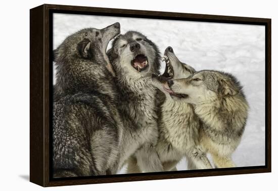 Gray Wolf, Montana-Adam Jones-Framed Premier Image Canvas