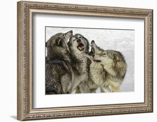 Gray Wolf, Montana-Adam Jones-Framed Photographic Print