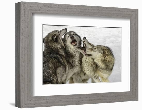 Gray Wolf, Montana-Adam Jones-Framed Photographic Print