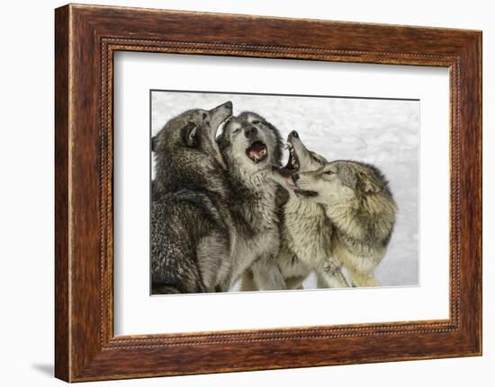 Gray Wolf, Montana-Adam Jones-Framed Photographic Print