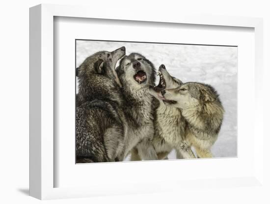 Gray Wolf, Montana-Adam Jones-Framed Photographic Print