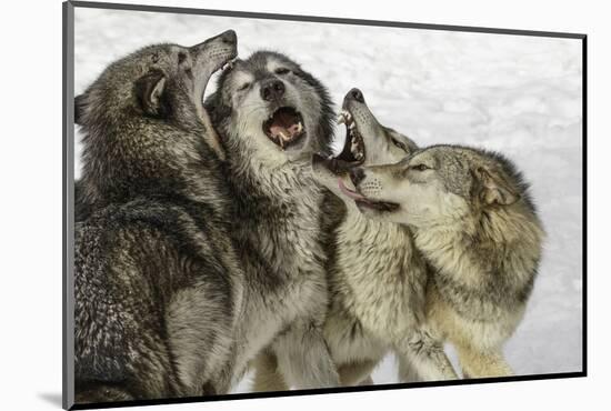 Gray Wolf, Montana-Adam Jones-Mounted Photographic Print