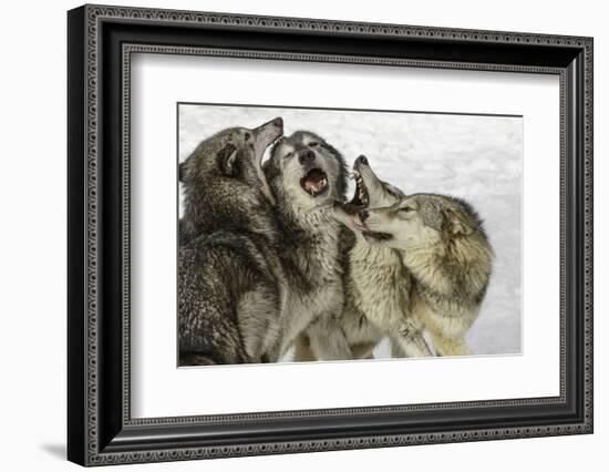 Gray Wolf, Montana-Adam Jones-Framed Photographic Print