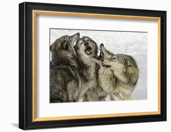 Gray Wolf, Montana-Adam Jones-Framed Photographic Print