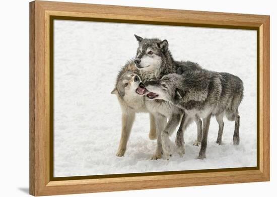 Gray Wolf pack behavior in winter, Canis lupus, Montana-Adam Jones-Framed Premier Image Canvas