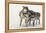 Gray Wolf pack behavior in winter, Canis lupus, Montana-Adam Jones-Framed Premier Image Canvas