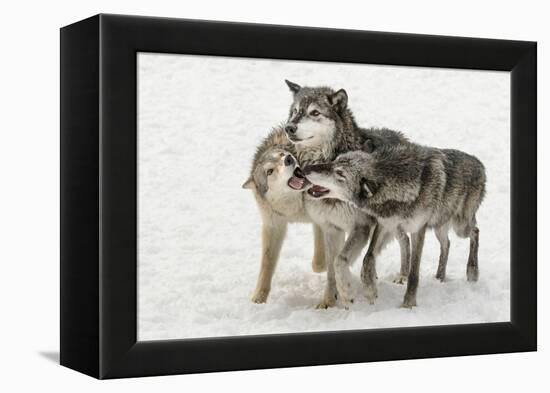 Gray Wolf pack behavior in winter, Canis lupus, Montana-Adam Jones-Framed Premier Image Canvas